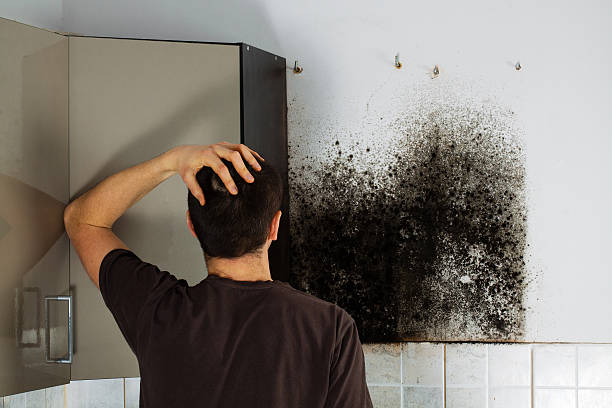 Best Attic Mold Remediation in Country Squire Lakes, IN