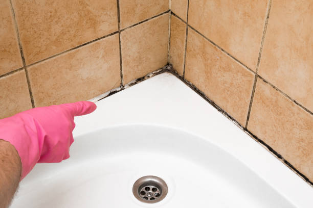 Best Basement Mold Remediation in Country Squire Lakes, IN