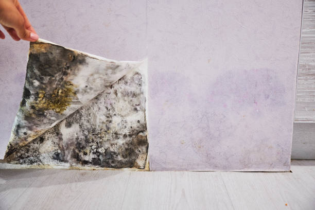 Best Commercial Mold Remediation in Country Squire Lakes, IN